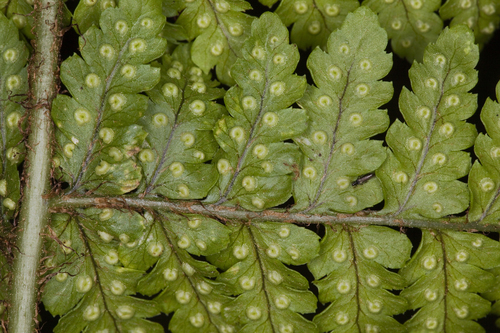 Dryopteris hawaiiensis