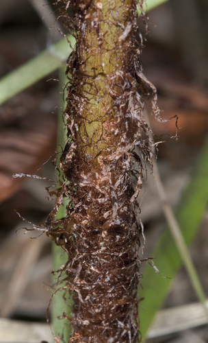 Dryopteris hawaiiensis