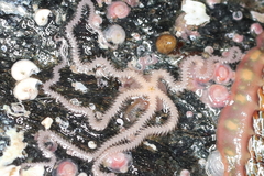 Amphiodia occidentalis