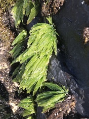 Chaetomorpha antennina