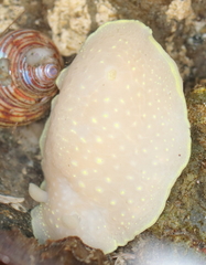 Cadlina