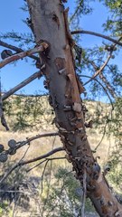 Cupressus forbesii