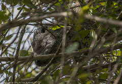 Dendrohyrax arboreus