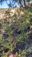 Cupressus forbesii