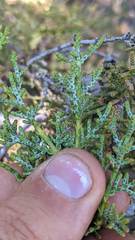 Cupressus forbesii