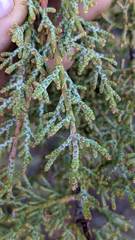 Cupressus forbesii