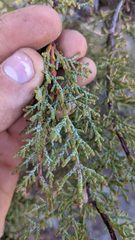 Cupressus forbesii