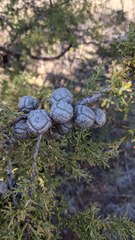 Cupressus forbesii