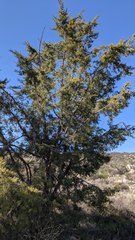Cupressus forbesii