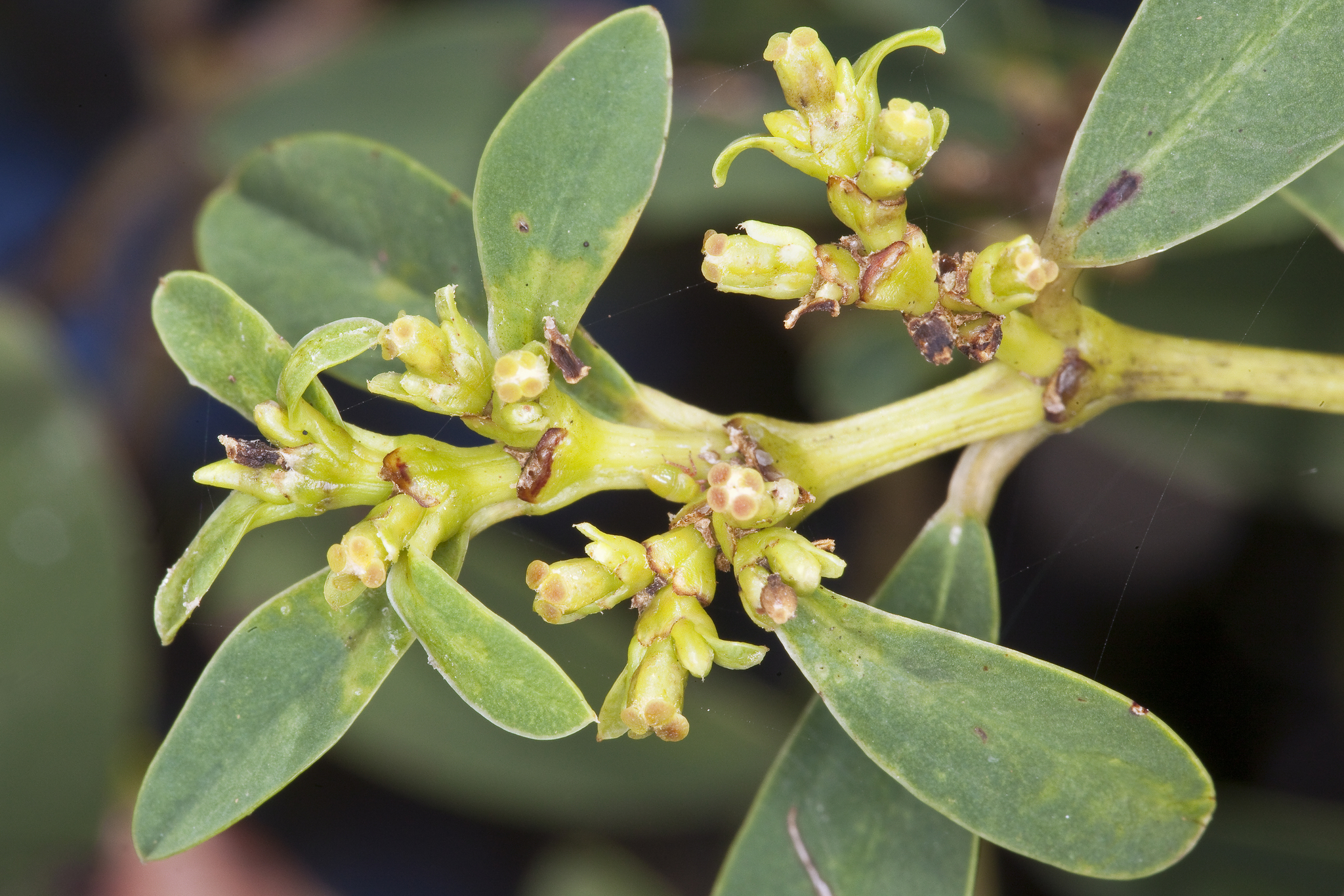 Euphorbia atrococca