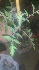 Solanum lycopersicum