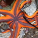 Striped Sun Star - Photo (c) Erin McKittrick, some rights reserved (CC BY), uploaded by Erin McKittrick