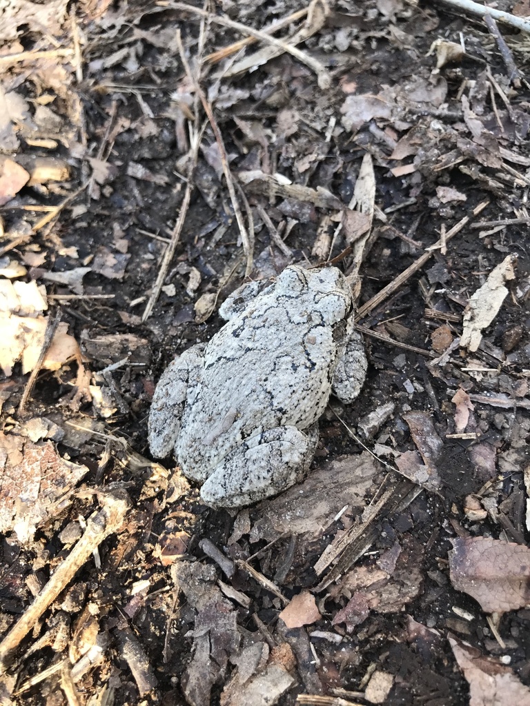 Gray Treefrog Species Complex from Branchwood Dr, Gambrills, MD, US on ...