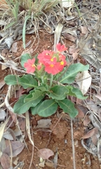 Crossandra zuluensis