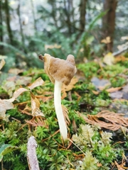Helvella compressa