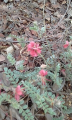 Indigofera mollicoma