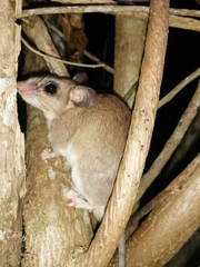 Ototylomys phyllotis