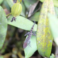 Anolis aequatorialis