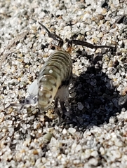 Megalorchestia pugettensis