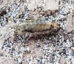Megalorchestia pugettensis