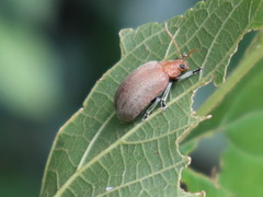 Menippus cynicus