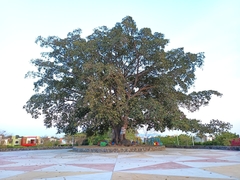 Ficus crocata