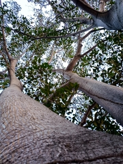 Ficus crocata