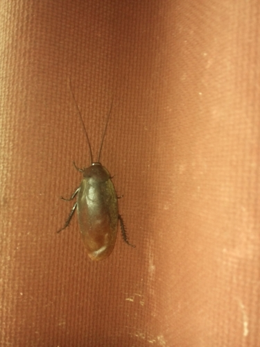 Nyctiboridae