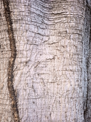 Ficus crocata