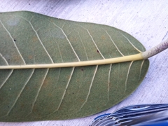 Ficus crocata