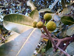 Ficus crocata