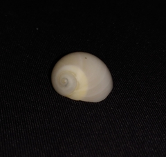 Polinices bifasciatus