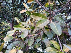 Ficus crocata