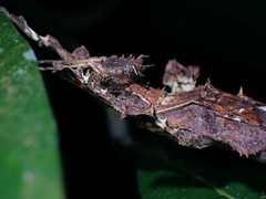 Heteropteryx dilatata