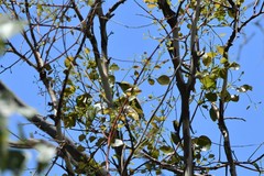 Ptilotula penicillata penicillata