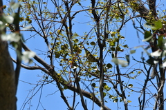 Ptilotula penicillata penicillata