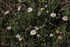 Pentachaeta bellidiflora
