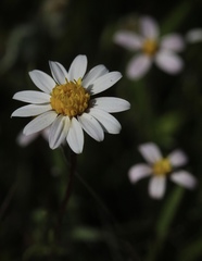 Pentachaeta bellidiflora