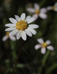 Pentachaeta bellidiflora
