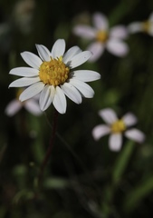 Pentachaeta bellidiflora