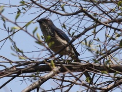 Aphelocoma californica