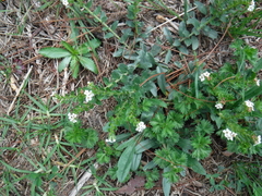 Lithospermum distichum