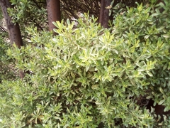 Baccharis heterophylla
