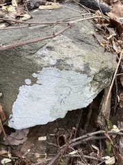 Phlyctis petraea
