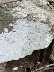 Phlyctis petraea