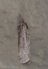 Sarata pullatella