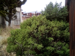 Baccharis heterophylla