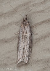 Sarata pullatella