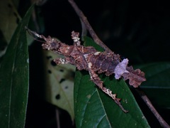 Heteropteryx dilatata