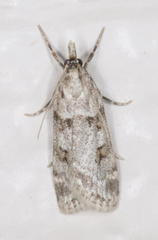 Scoparia palloralis